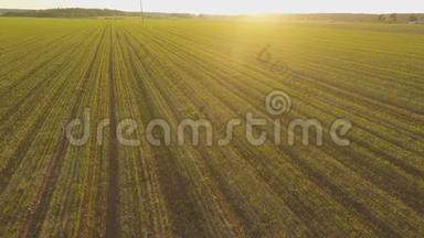 年轻的小麦作物。 冬季谷物。 日落时升小麦的绿野。 空中观景。